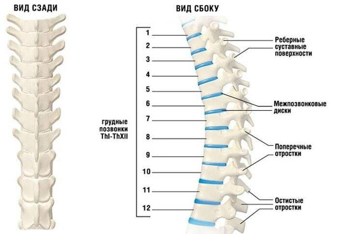 osteocondrose cervical